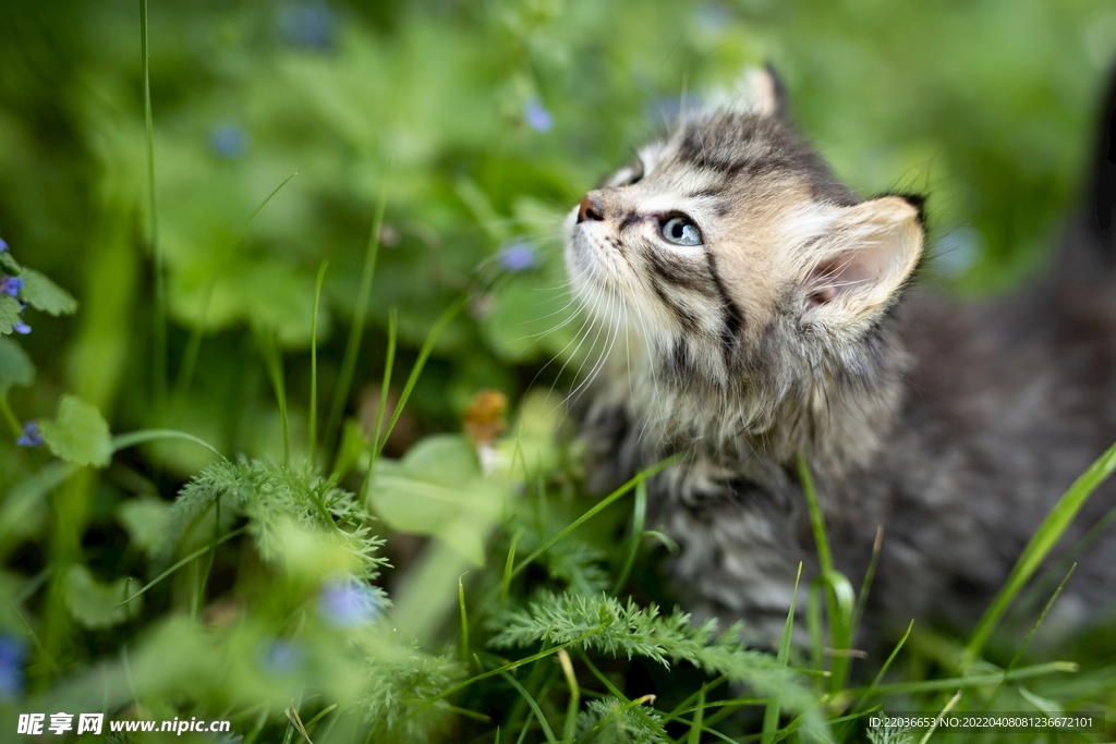 草丛里的小猫