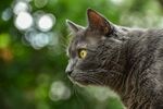 灰色的猫