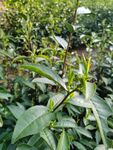 明前茶