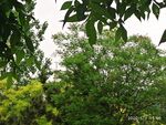 绿叶风景