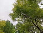 槐树树叶风景