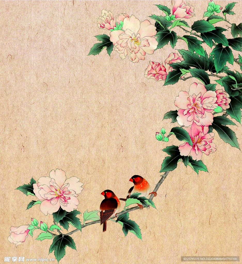 牡丹花