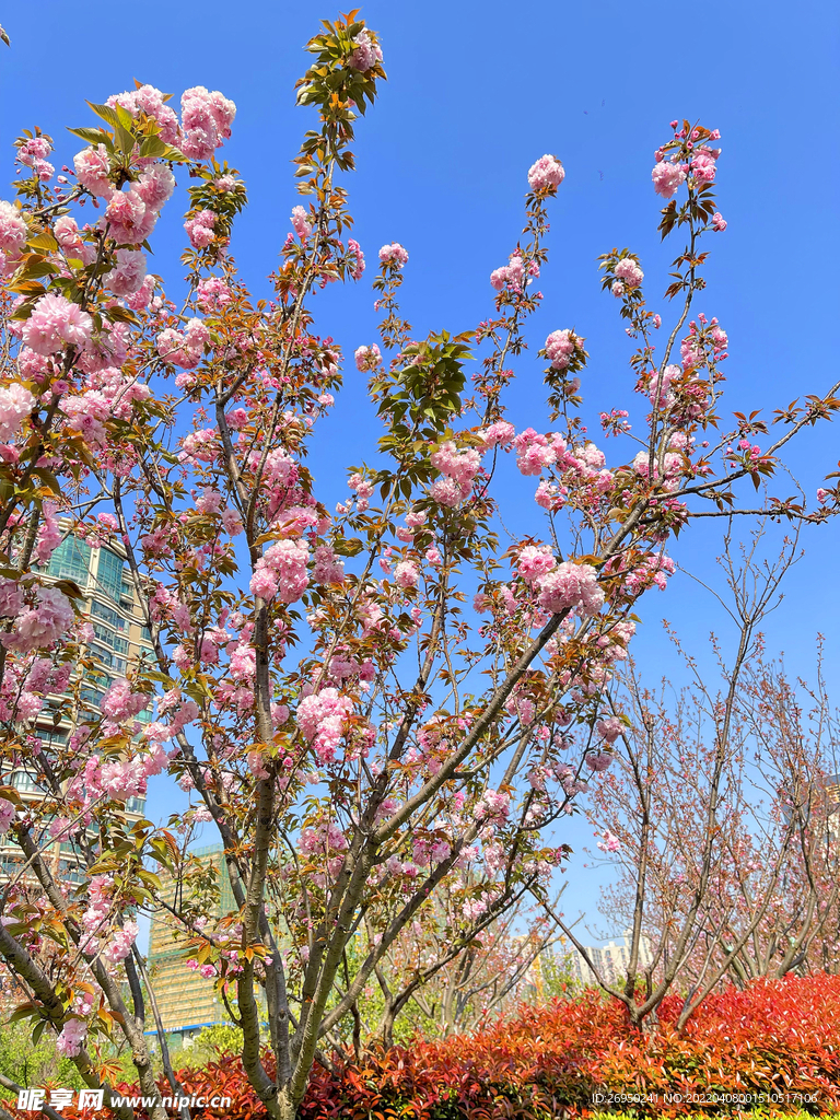 樱花