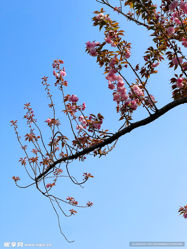 樱花