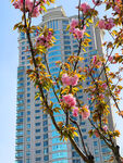 樱花