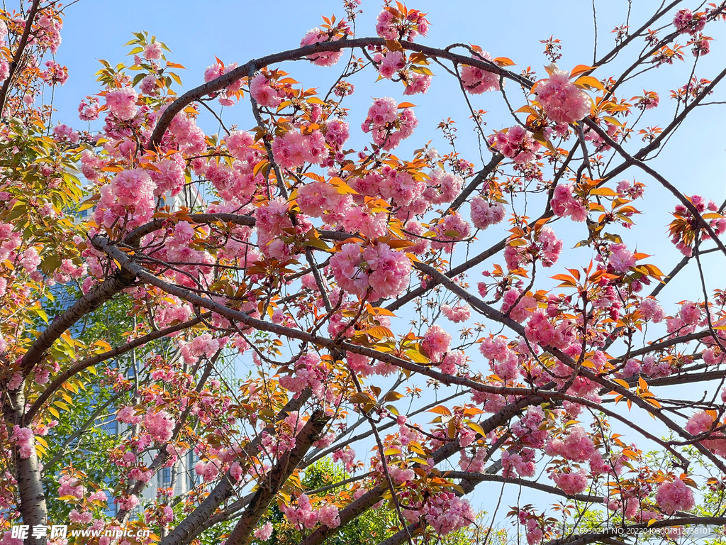 樱花