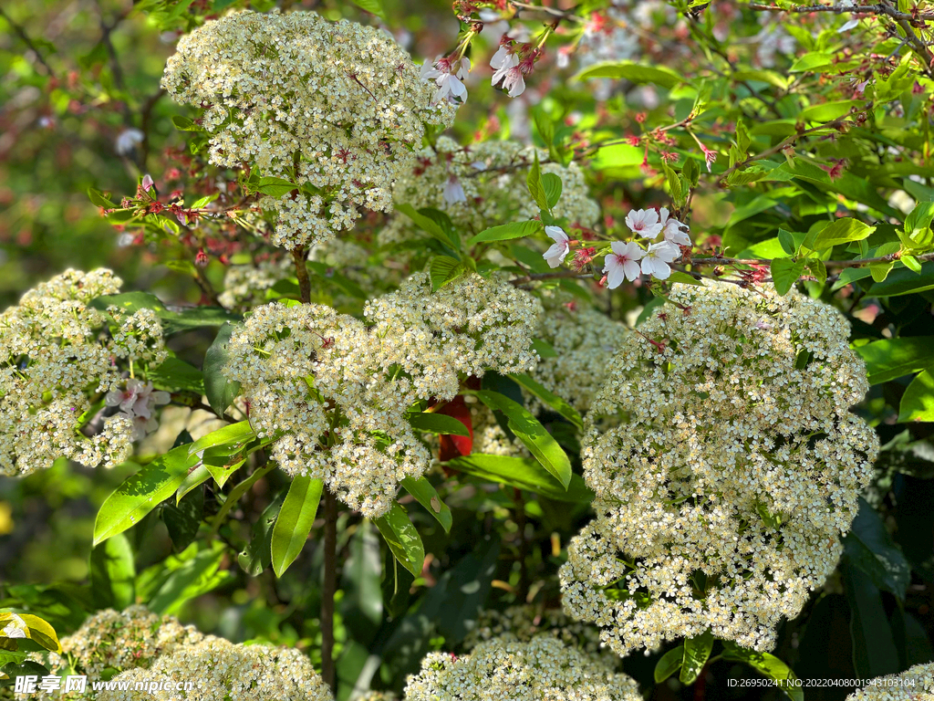 石楠花