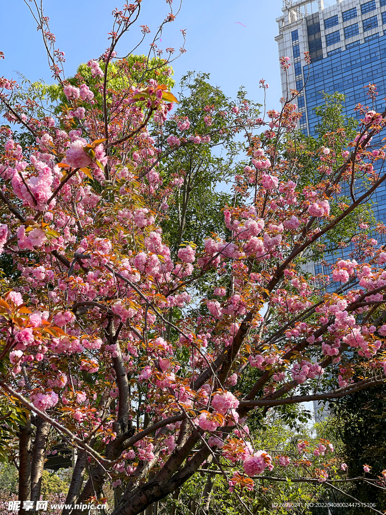 樱花