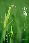 小满