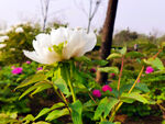 芍药