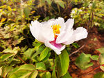 芍药花开