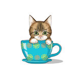 茶杯猫            