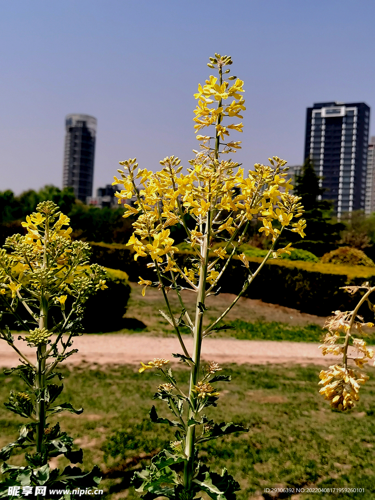 黄花   