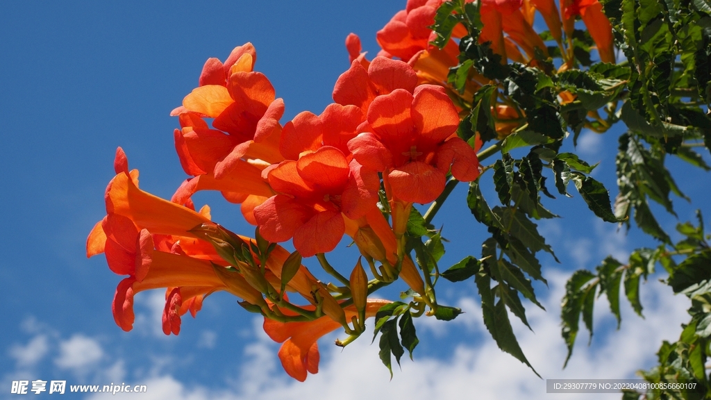 花