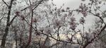 杏花图片