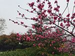 桃花枝条