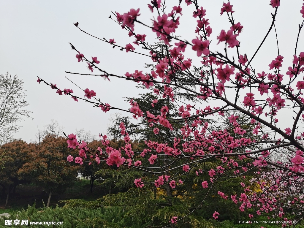 桃花枝条