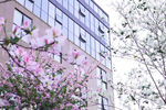 紫荆花树  