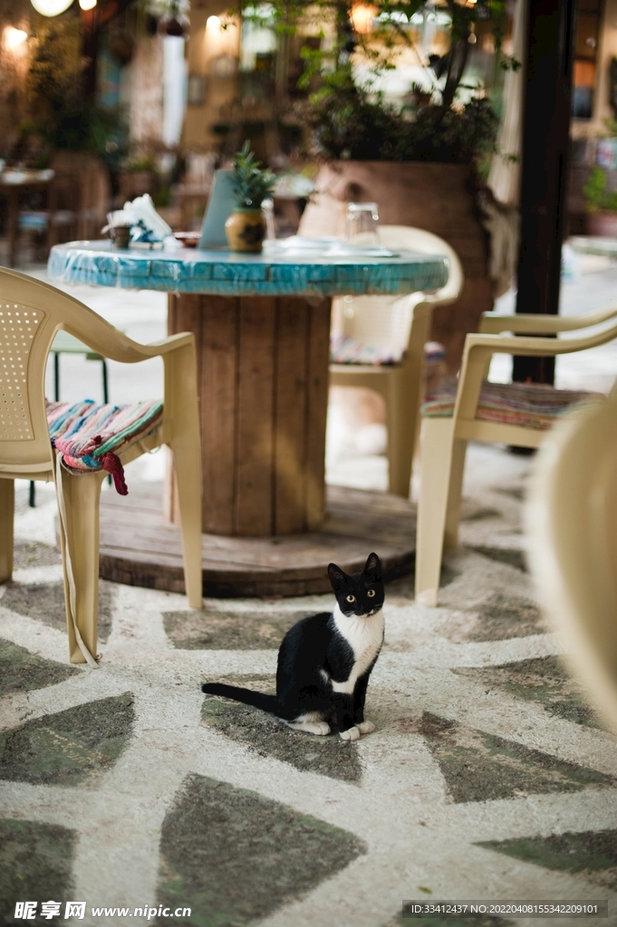 猫