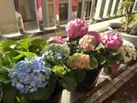 绣球花