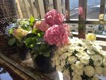 绣球花