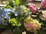 绣球花