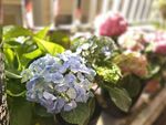 绣球花