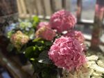 粉色绣球花 