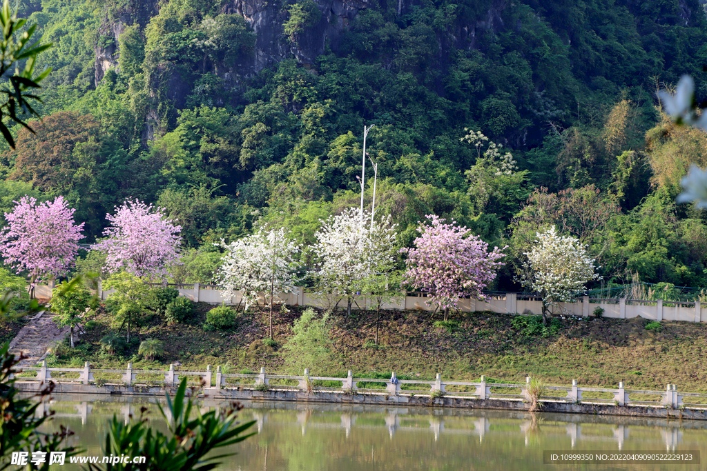 河堤紫荆花树