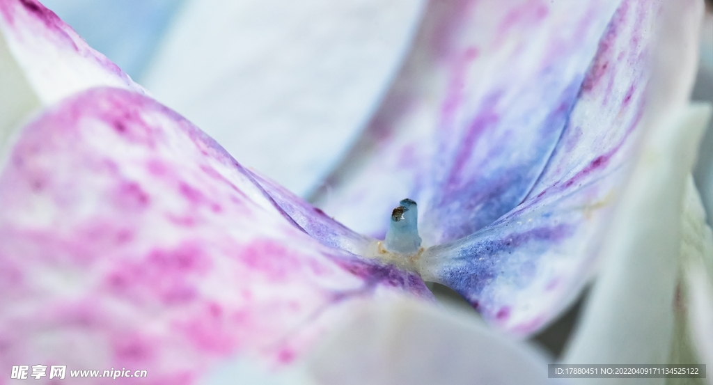 花卉