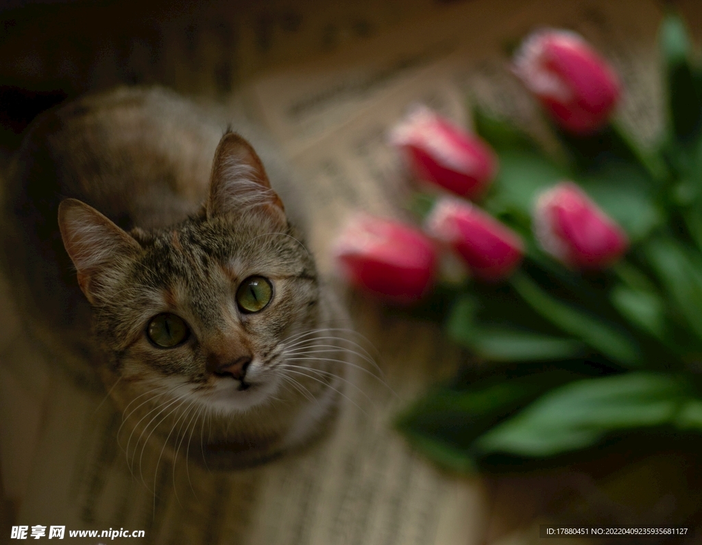猫
