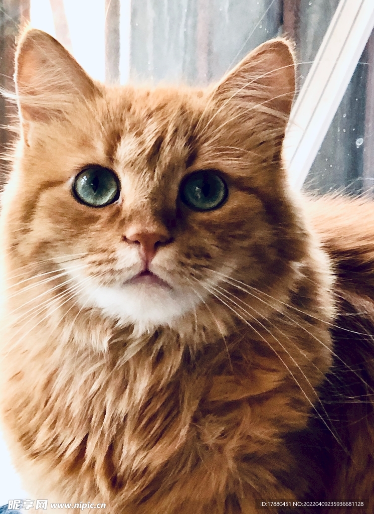 猫