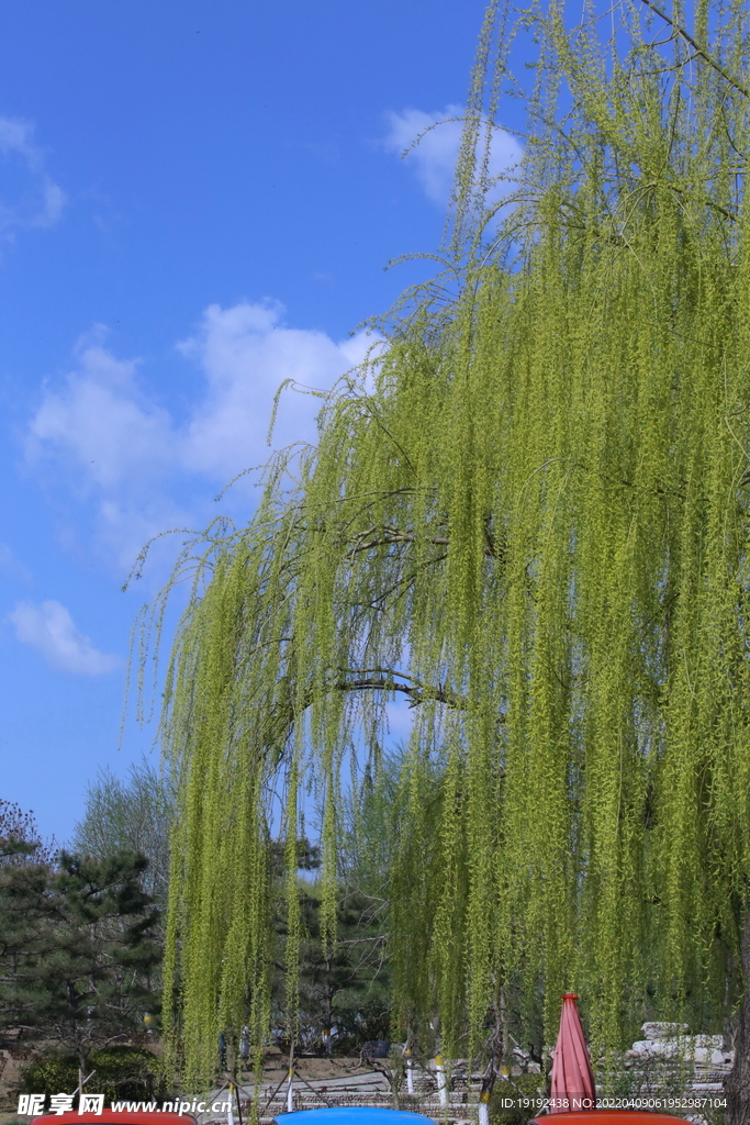 柳树风景