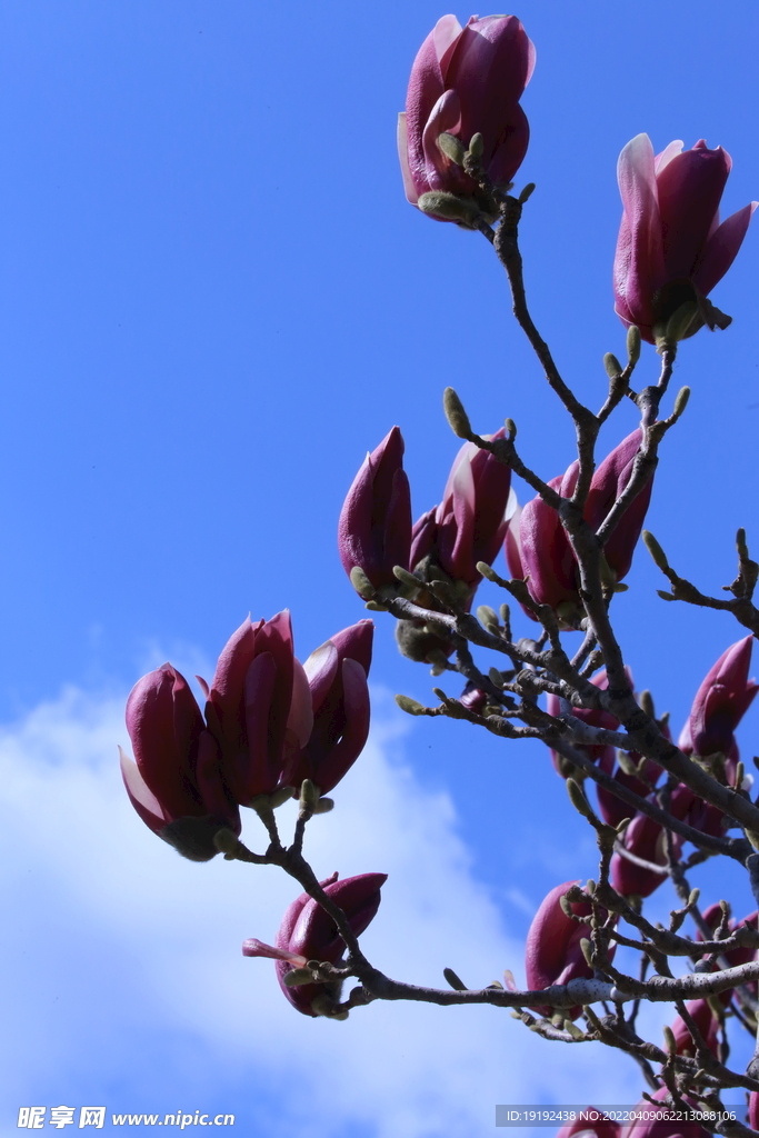 玉兰花 
