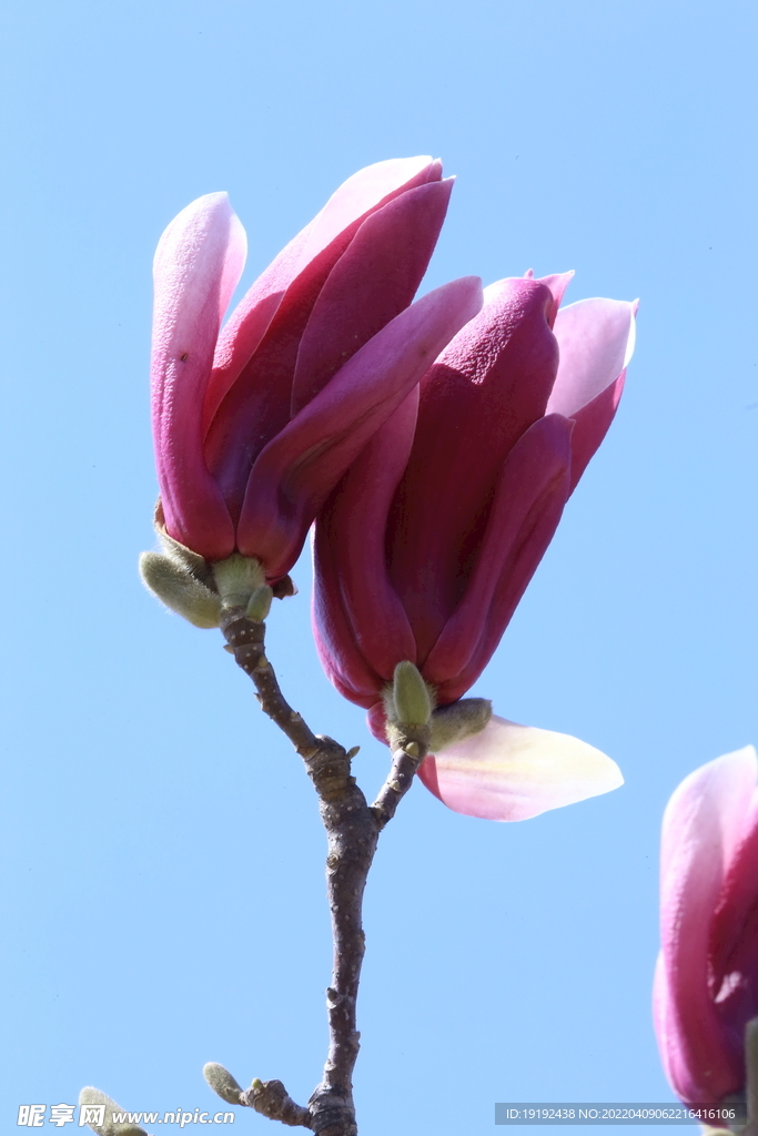 玉兰花 
