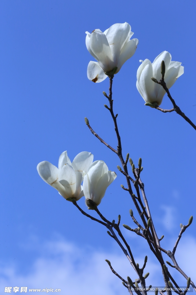玉兰花 