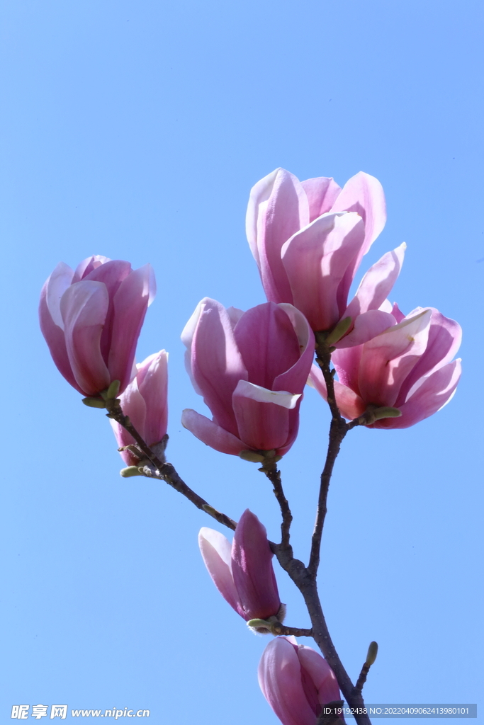 玉兰花 