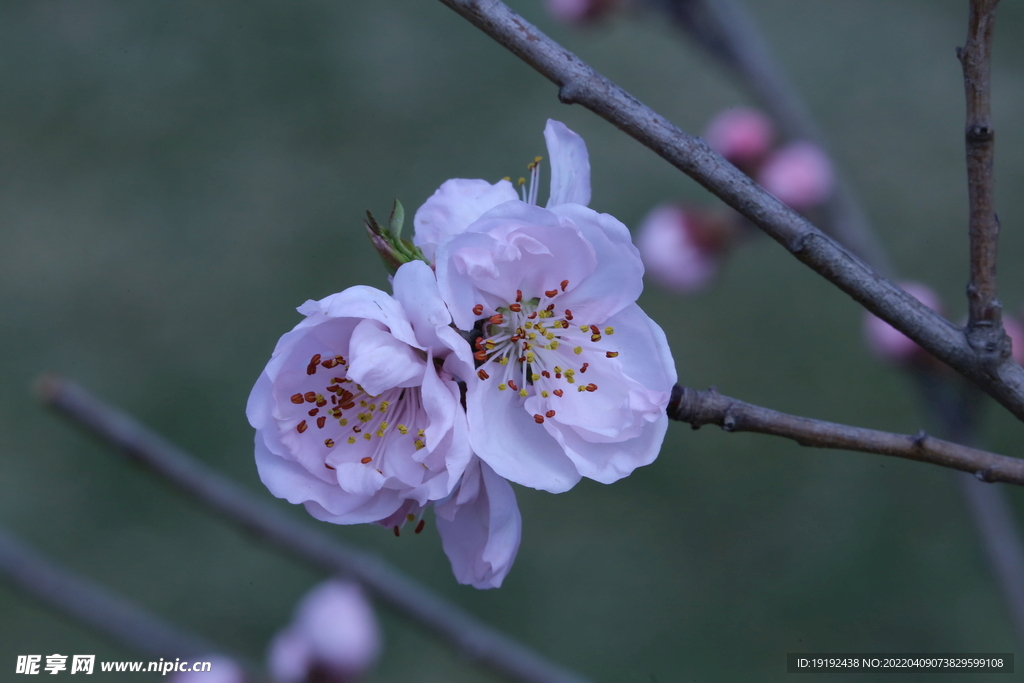 桃花 