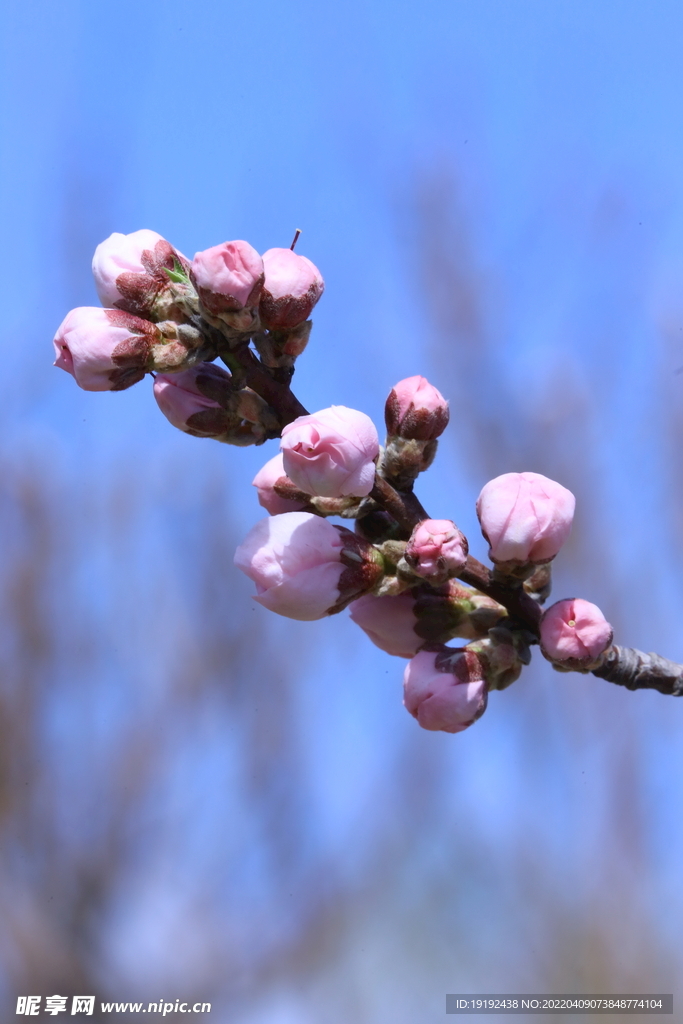 桃花