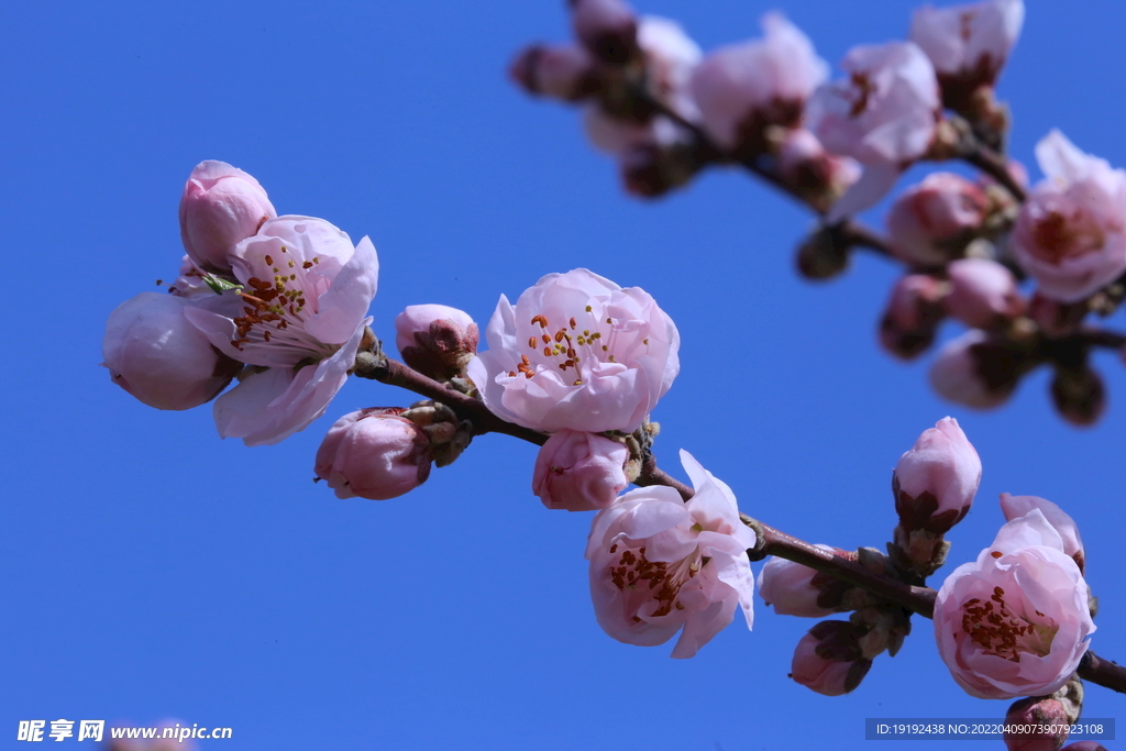 桃花 