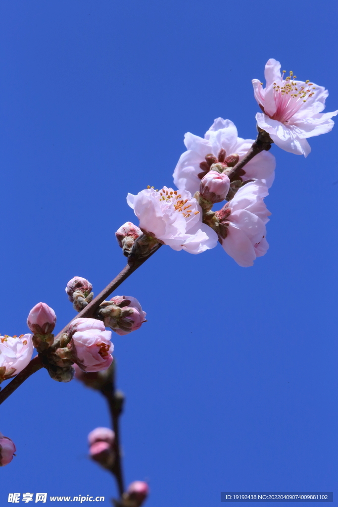 桃花 