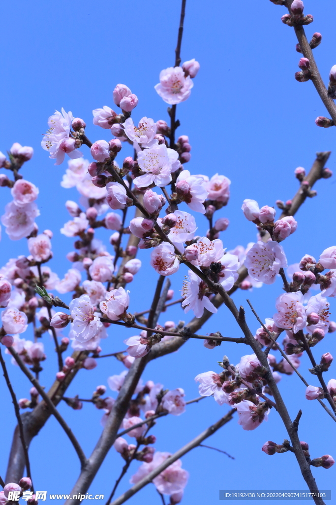 桃花 