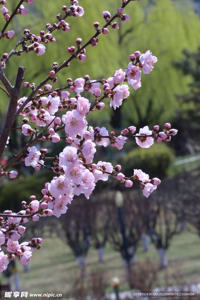 桃花