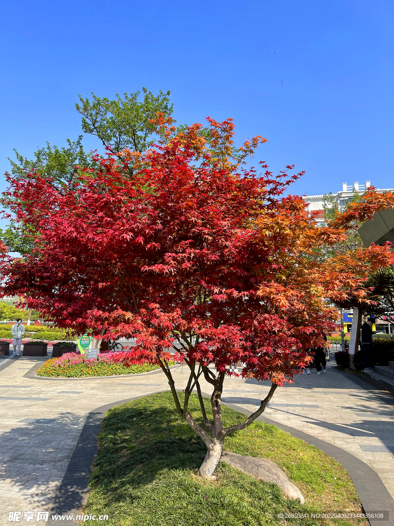 枫叶枫树