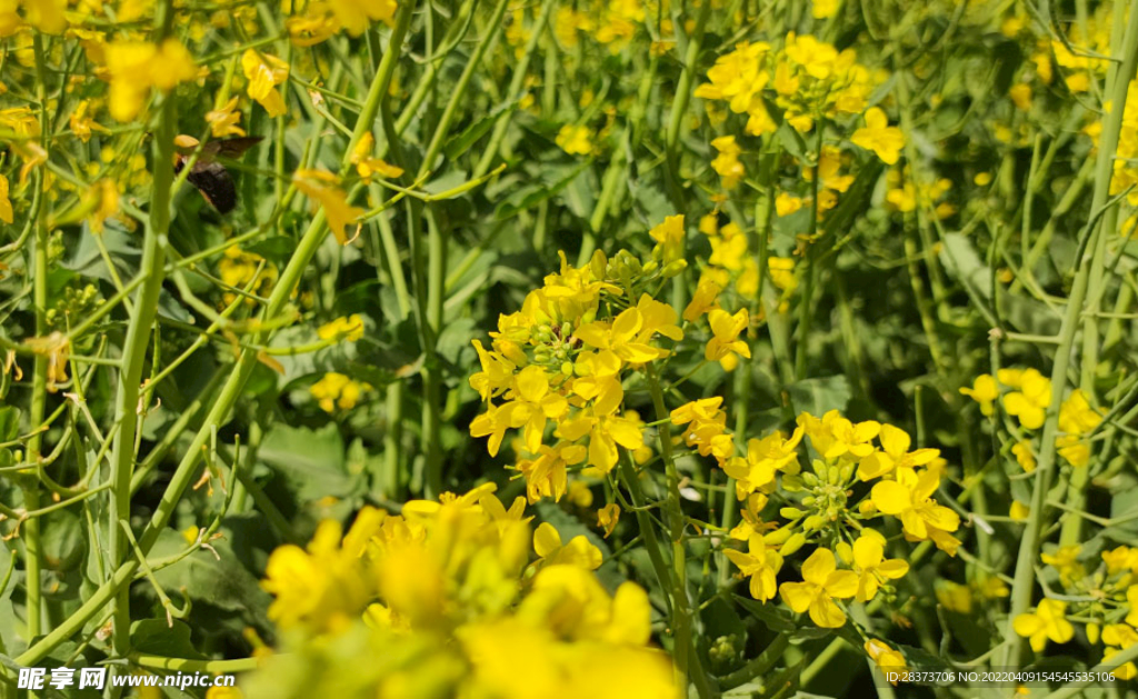 油菜花  田园  花海  蜜蜂