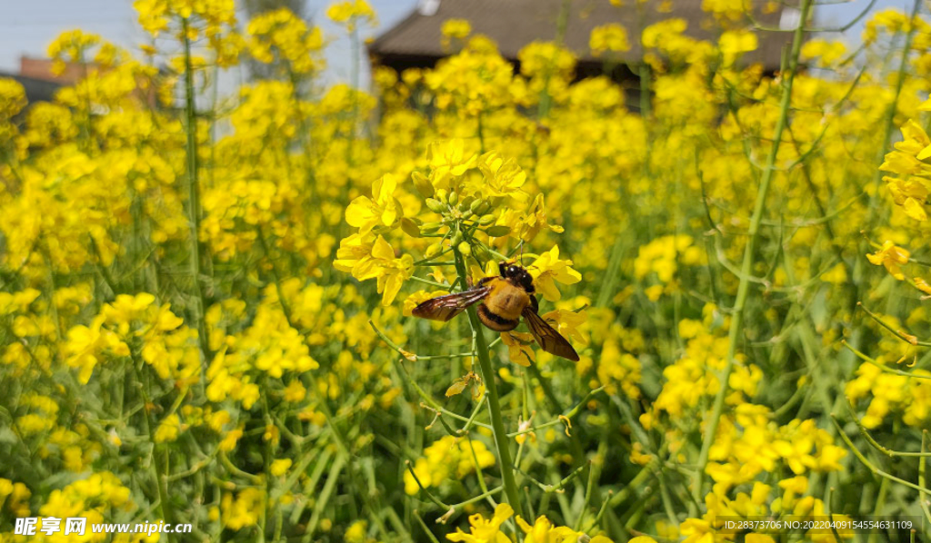 油菜花  蜜蜂  花海  田园