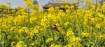 油菜花  蜜蜂 田园