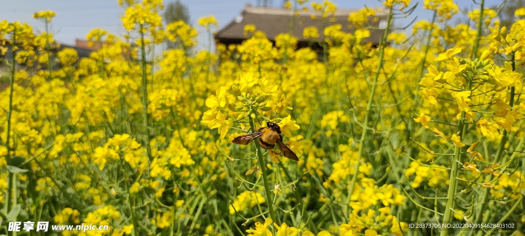 油菜花  蜜蜂 田园