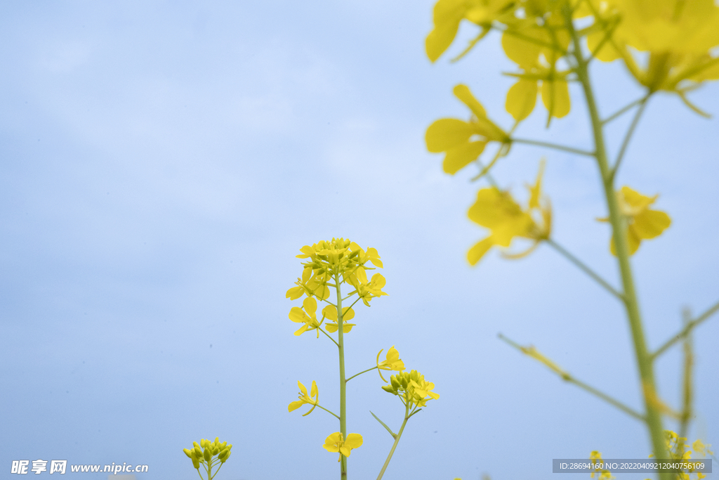 油菜花
