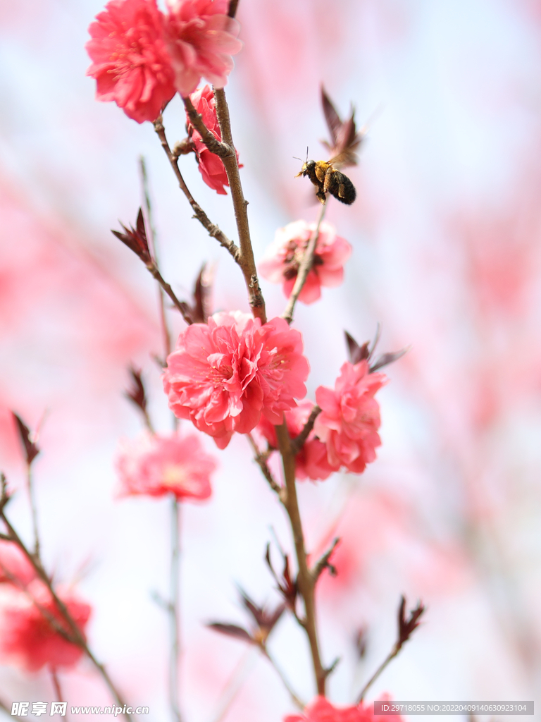 红花蜜蜂